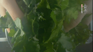 【面皮】1.鍋中水開時，放挑揀好的艾草和一撮小蘇打，第一遍煮開后倒掉，重新加水大火煮開后，小火煮1小時。煮爛的艾草用紗布瀝干。